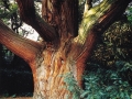 Albero secolareEmail