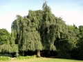PianteGiardino280509 016_Low