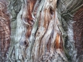 TroncoLibocedro_email