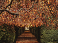 VialeOmbrosoOvest_Autunno_Low