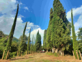 LavoriPNRR_VialeCipressi_2