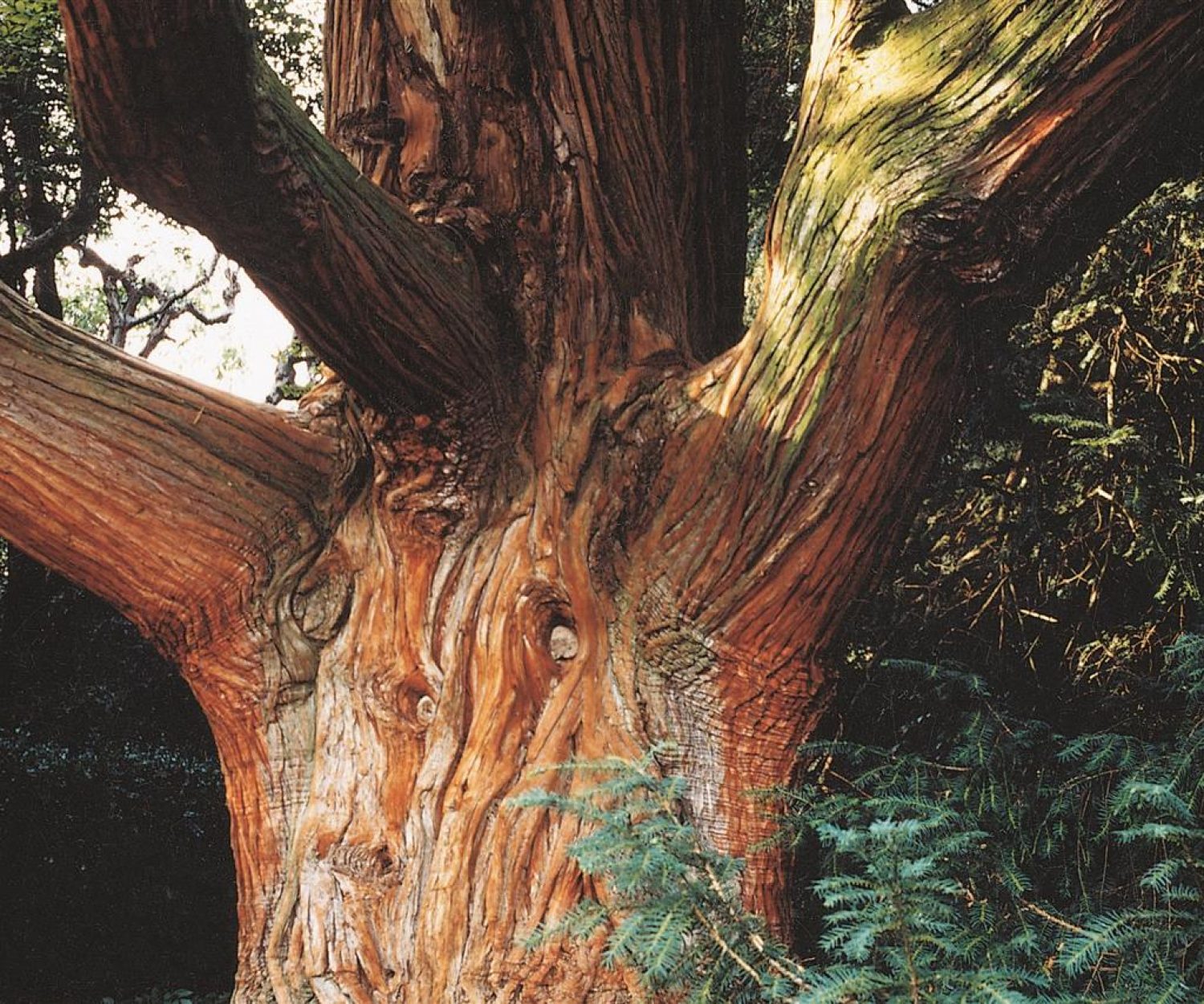 Cedro D'America o della California (Calocedrus o Libocedrus Decurrens)