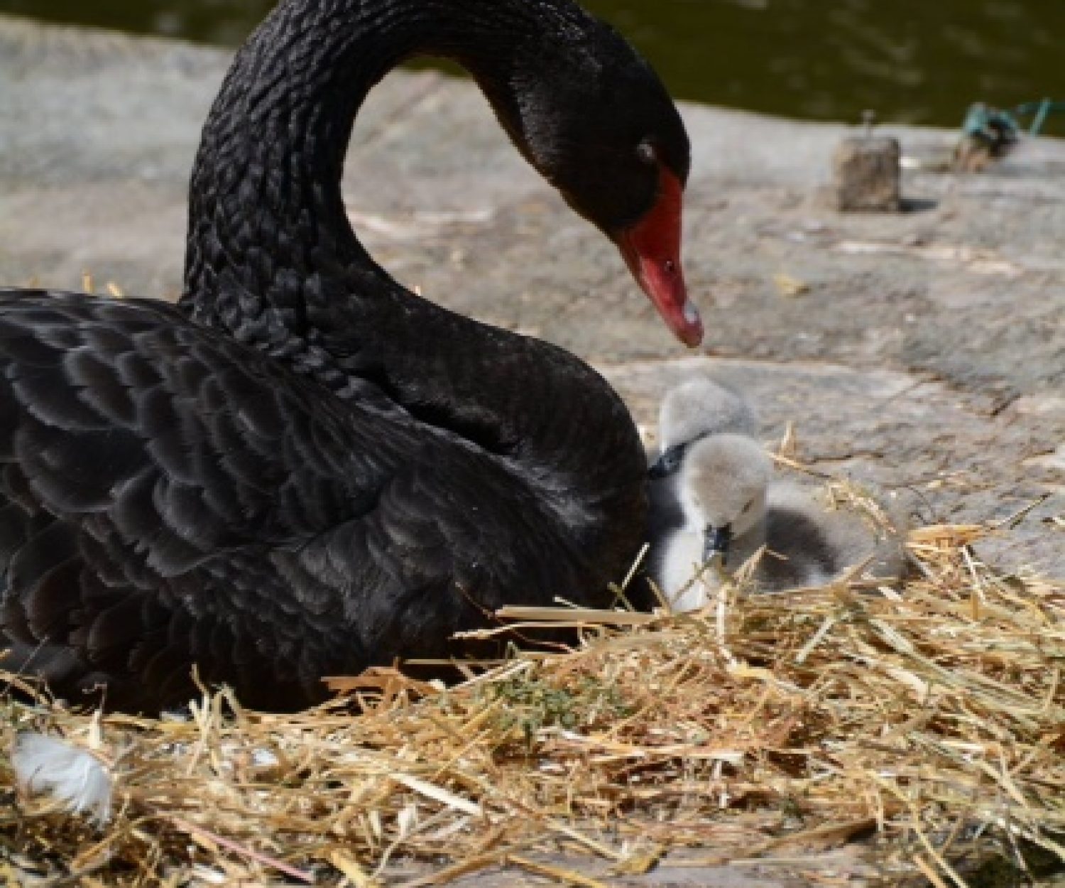 Cigno con piccoli presso il Giardino Valsanzibio