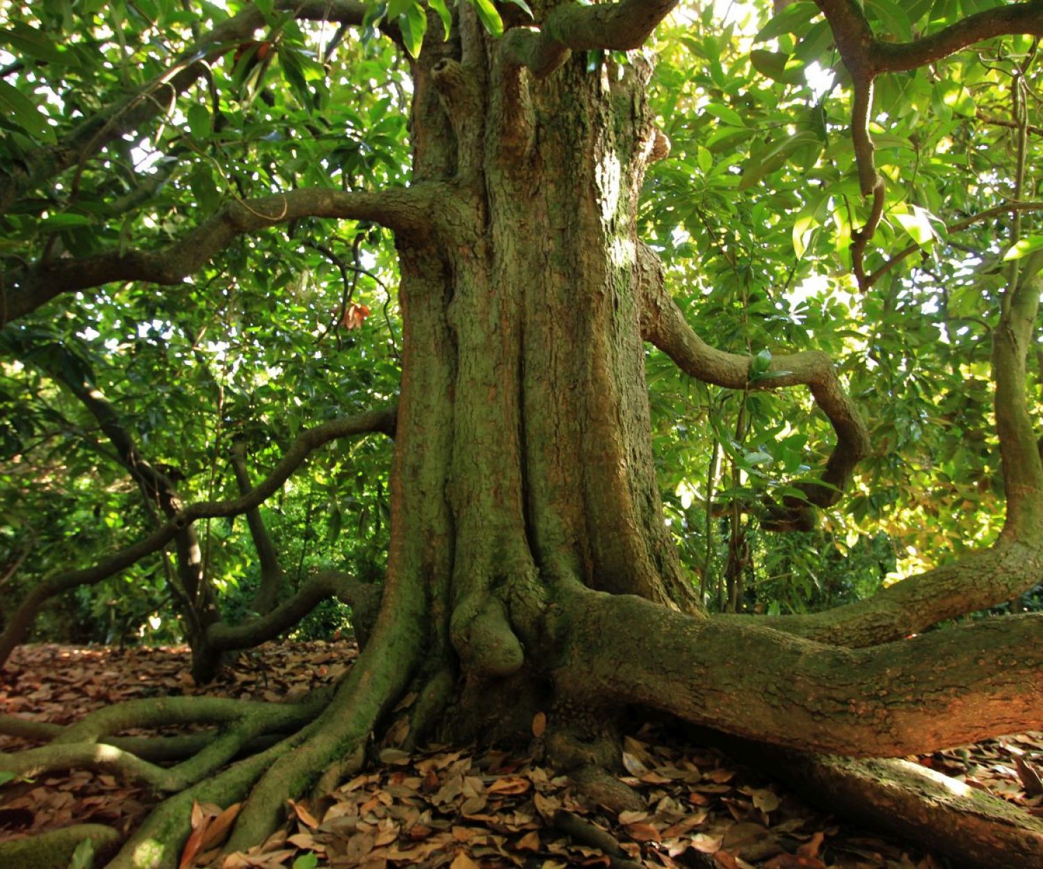 Magnolia Giardino di Valsanzibio
