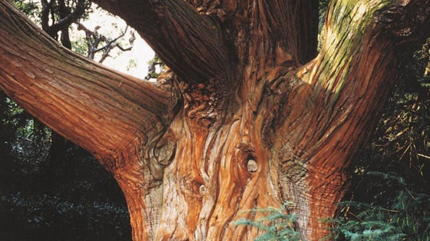 Le piante di Valsanzibio Giardino